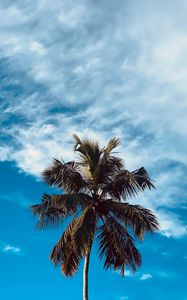 Preview wallpaper palm, tree, branches, sky, clouds