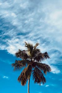 Preview wallpaper palm, tree, branches, sky, clouds