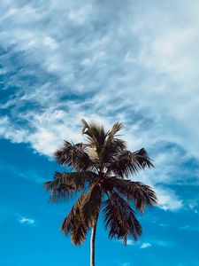 Preview wallpaper palm, tree, branches, sky, clouds