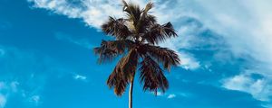 Preview wallpaper palm, tree, branches, sky, clouds