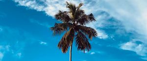 Preview wallpaper palm, tree, branches, sky, clouds