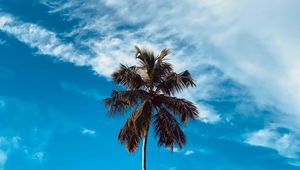 Preview wallpaper palm, tree, branches, sky, clouds