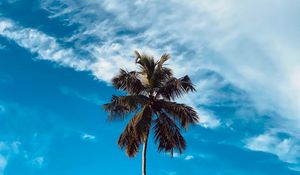 Preview wallpaper palm, tree, branches, sky, clouds