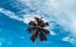 Preview wallpaper palm, tree, branches, sky, clouds
