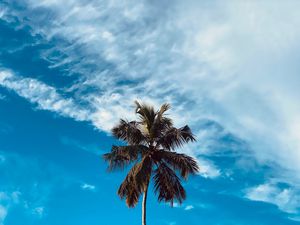 Preview wallpaper palm, tree, branches, sky, clouds