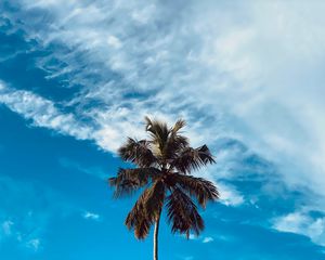 Preview wallpaper palm, tree, branches, sky, clouds