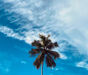 Preview wallpaper palm, tree, branches, sky, clouds