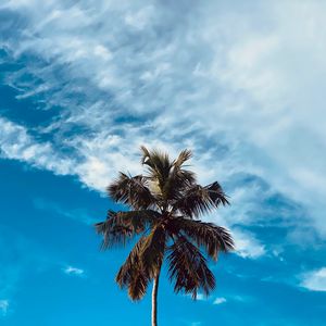 Preview wallpaper palm, tree, branches, sky, clouds