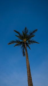 Preview wallpaper palm, tree, branches, sky, evening