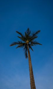 Preview wallpaper palm, tree, branches, sky, evening