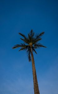 Preview wallpaper palm, tree, branches, sky, evening