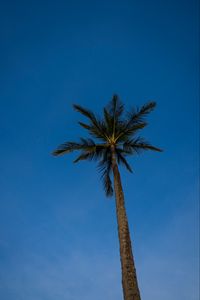 Preview wallpaper palm, tree, branches, sky, evening