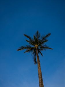 Preview wallpaper palm, tree, branches, sky, evening