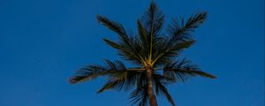 Preview wallpaper palm, tree, branches, sky, evening