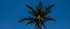 Preview wallpaper palm, tree, branches, sky, evening