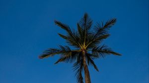 Preview wallpaper palm, tree, branches, sky, evening