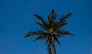 Preview wallpaper palm, tree, branches, sky, evening