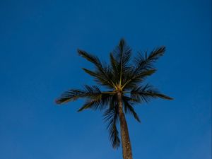 Preview wallpaper palm, tree, branches, sky, evening