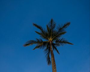 Preview wallpaper palm, tree, branches, sky, evening