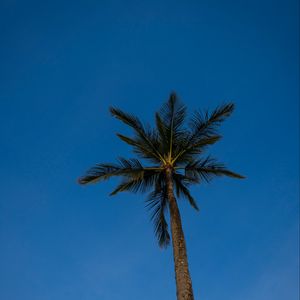 Preview wallpaper palm, tree, branches, sky, evening