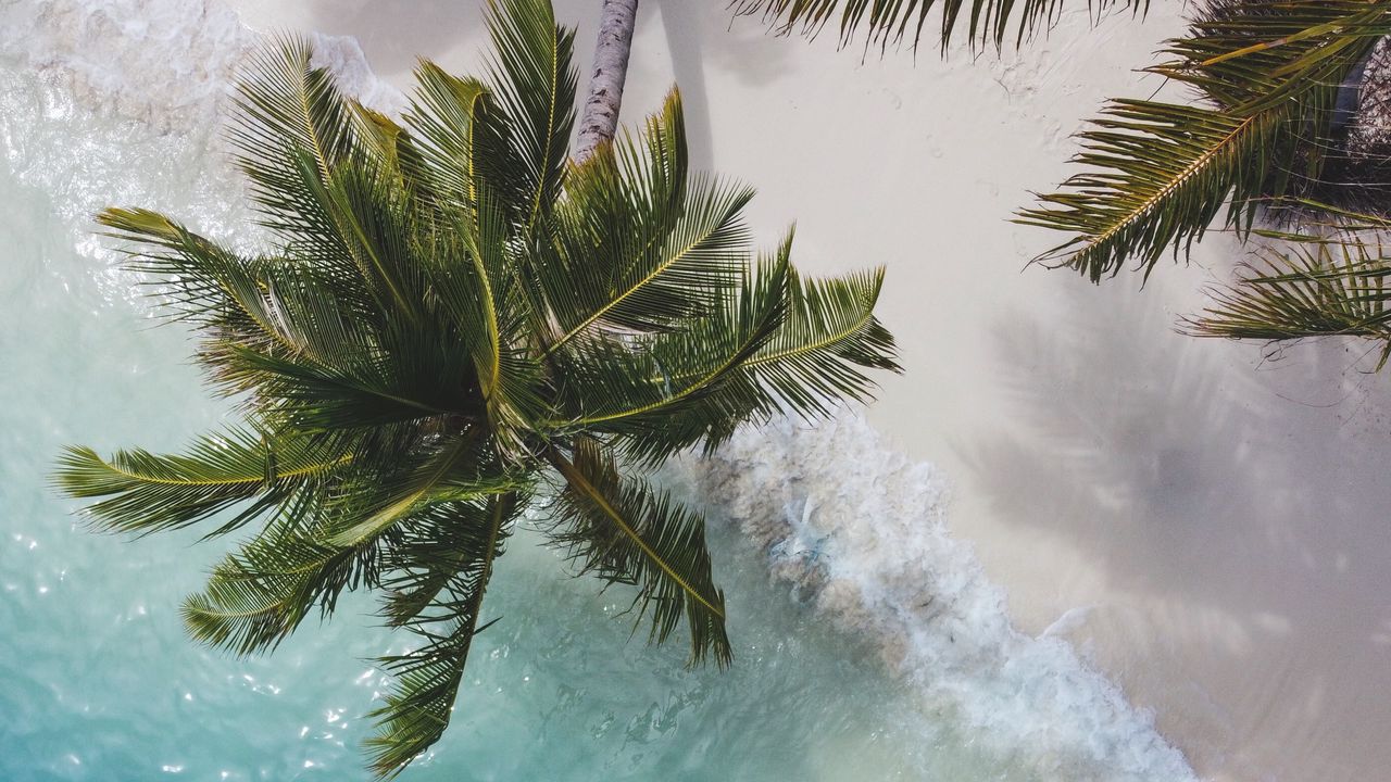 Wallpaper palm tree, branches, aerial view, sea, coast