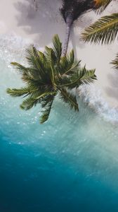 Preview wallpaper palm tree, branches, aerial view, sea, coast