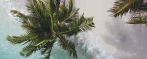 Preview wallpaper palm tree, branches, aerial view, sea, coast