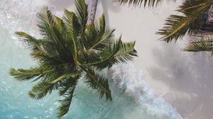 Preview wallpaper palm tree, branches, aerial view, sea, coast