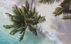 Preview wallpaper palm tree, branches, aerial view, sea, coast