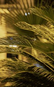 Preview wallpaper palm tree, branches, blur, macro