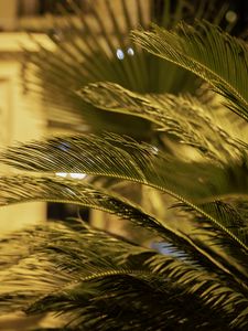 Preview wallpaper palm tree, branches, blur, macro