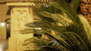 Preview wallpaper palm tree, branches, blur, macro