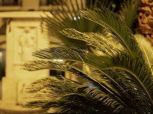 Preview wallpaper palm tree, branches, blur, macro