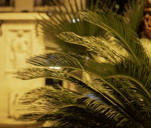 Preview wallpaper palm tree, branches, blur, macro