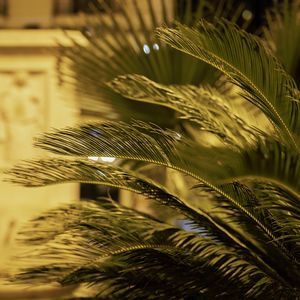 Preview wallpaper palm tree, branches, blur, macro