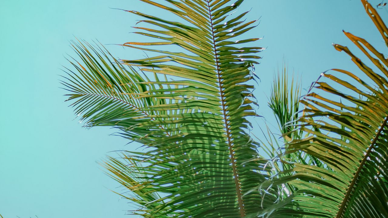 Wallpaper palm tree, branches, bottom view, tree, leaves, sky