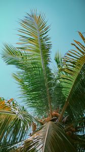 Preview wallpaper palm tree, branches, bottom view, tree, leaves, sky