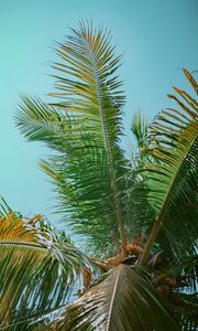 Preview wallpaper palm tree, branches, bottom view, tree, leaves, sky