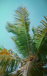 Preview wallpaper palm tree, branches, bottom view, tree, leaves, sky