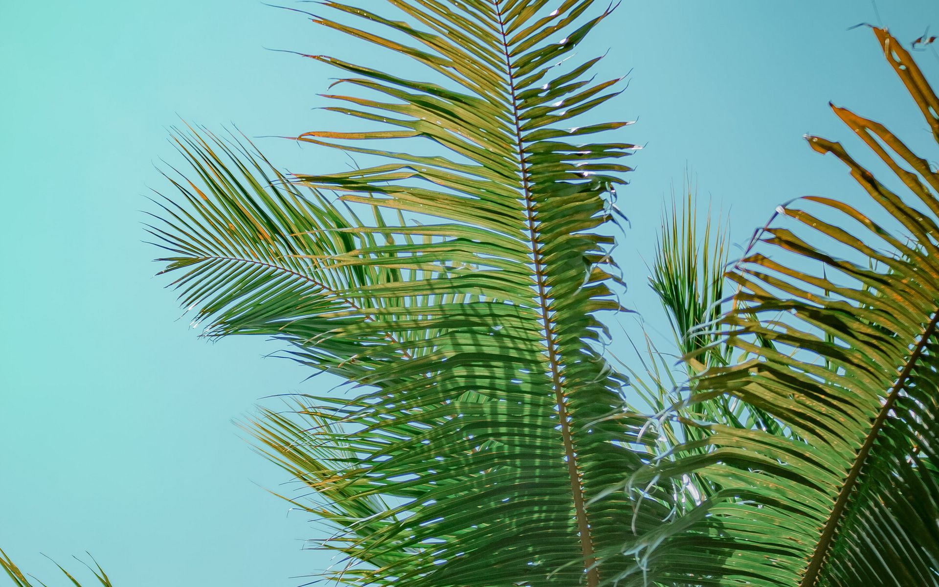 Download wallpaper 1920x1200 palm tree, branches, bottom view, tree ...