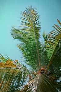 Preview wallpaper palm tree, branches, bottom view, tree, leaves, sky