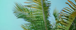 Preview wallpaper palm tree, branches, bottom view, tree, leaves, sky