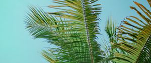 Preview wallpaper palm tree, branches, bottom view, tree, leaves, sky