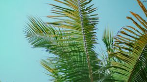Preview wallpaper palm tree, branches, bottom view, tree, leaves, sky