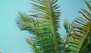 Preview wallpaper palm tree, branches, bottom view, tree, leaves, sky