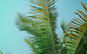 Preview wallpaper palm tree, branches, bottom view, tree, leaves, sky