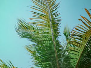 Preview wallpaper palm tree, branches, bottom view, tree, leaves, sky