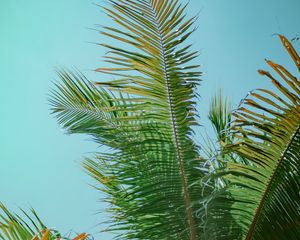 Preview wallpaper palm tree, branches, bottom view, tree, leaves, sky