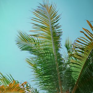 Preview wallpaper palm tree, branches, bottom view, tree, leaves, sky