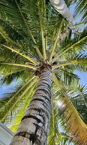 Preview wallpaper palm tree, branches, bottom view, tropics